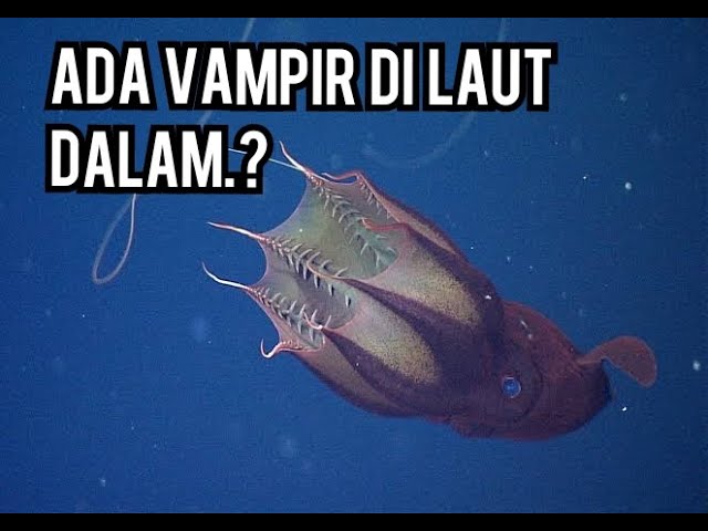 VAMPIRE SQUID PENGHUNI LAUT DALAM class=