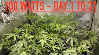 What Can 100 Watts Do? - Day 1 - 31 - First Grow - Gorilla Z Auto Flower Fast Buds - Vivosun VS1000