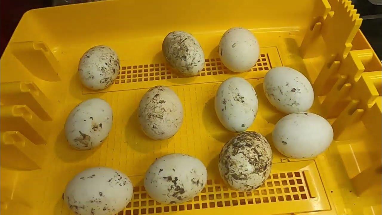 Hatching Duck Eggs LOCKDOWN Hatchalong with us Day 25 Candle