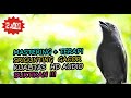 Srigunting Gacor Audio - Masteran Srigunting Abu Abu Jernih Gemericik Air