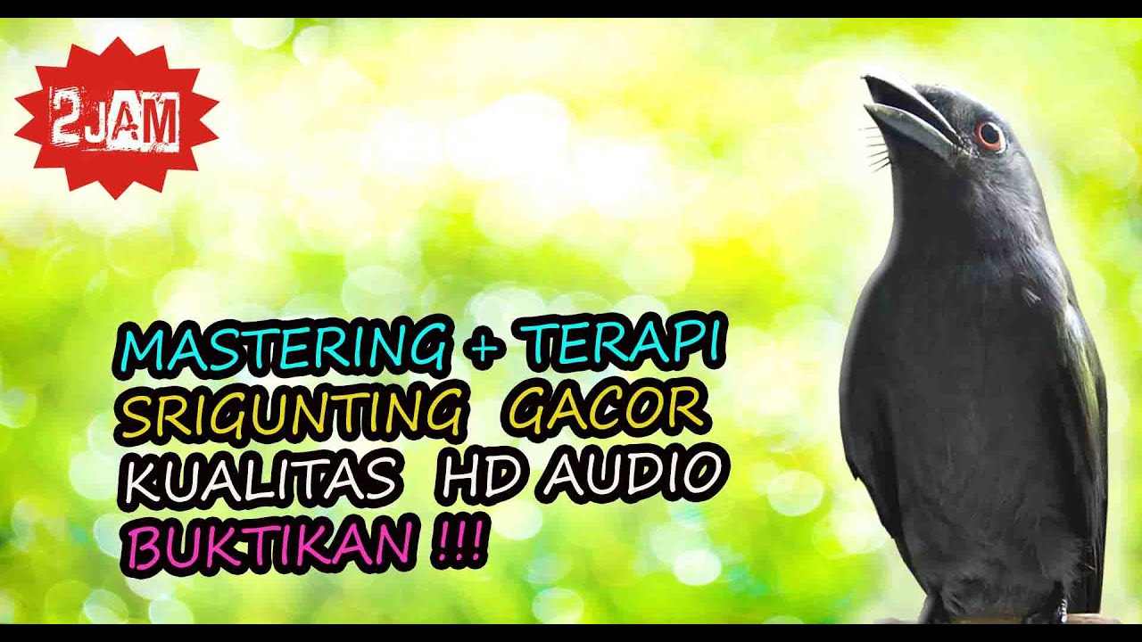 Srigunting Gacor Audio - Masteran Srigunting Abu Abu Jernih Gemericik Air