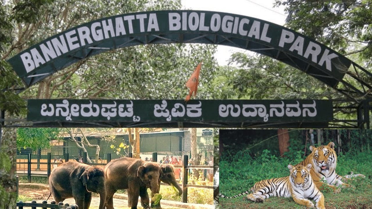 bannerghatta national park and zoo (biological park) safari