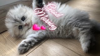 Cute baby animals Videos Compilation -Best Funny Cats Dogs Videos | Funniest Animals Videos 2023 -22