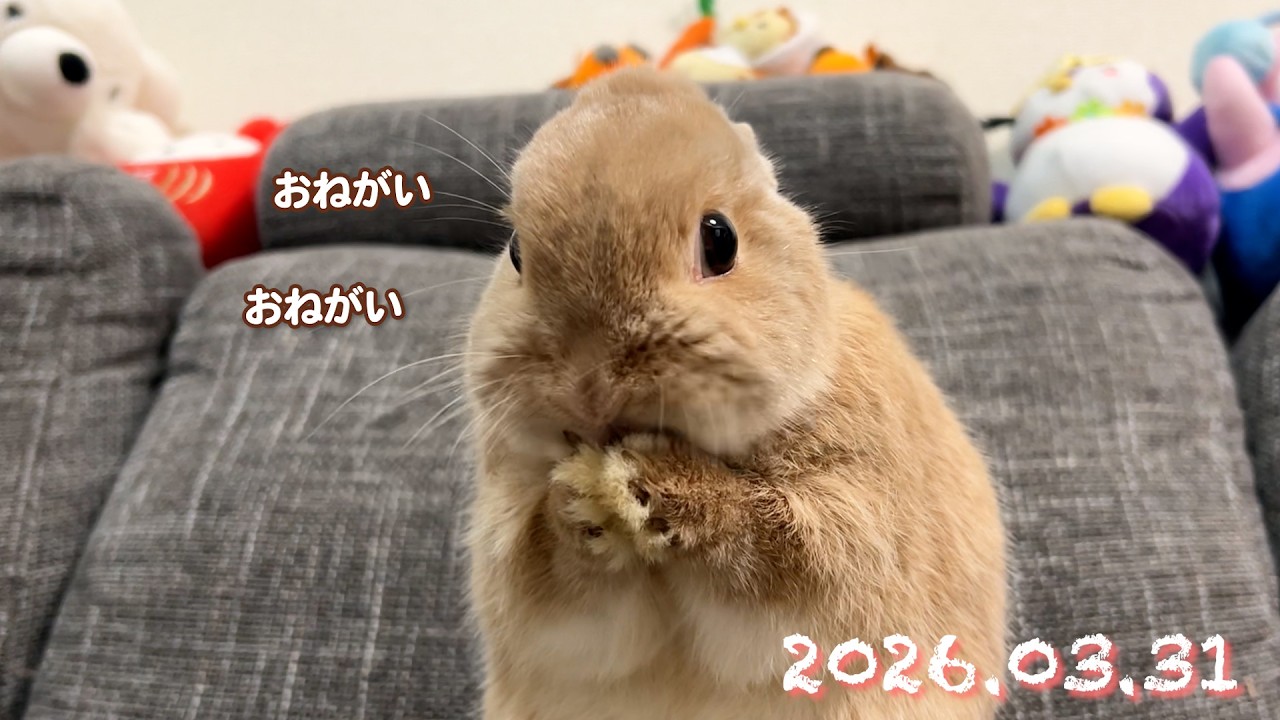 うさぎさん　ウサギ　かわちぃ　可愛い　素敵な人生に乾杯 maxresdefault.jpg