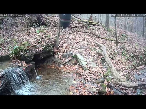 webcamera stegna Live Deer & Wildlife Webcam 3