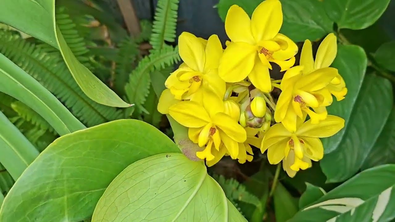 Atualização do Jardim Vertical da Florestinha 🌱✨ E a Caixa de Devolução Chegou Depois de 1 MÊS! 😱📦