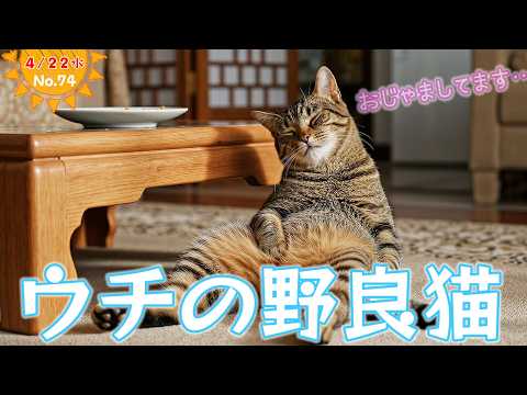 No. 74 Japan's most conscientious stray cat - YouTube