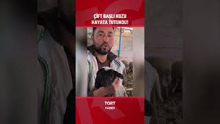 2 Kafası 4 Gözü Var Çift Başlı Kuzu Hayata Tutundu