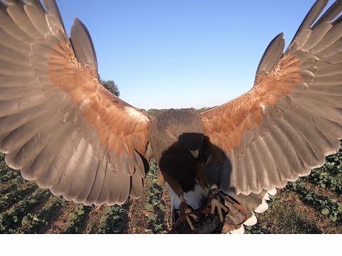 HARRIS HAWK , ALL GOOD STUFF, out getting fit after the moult