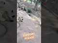 जय बजरंगबली