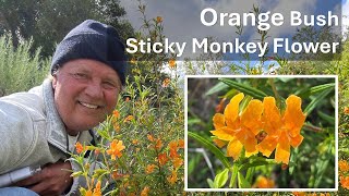 ORANGE BUSH Sticky Monkey Flower, Coto de Caza, CA (Diplacus longiflorus, Mimulus aurantiacus) by BATTLEFOXX LIVING EARTH - Nature, Coto de Caza 128 views 1 month ago 5 minutes, 10 seconds