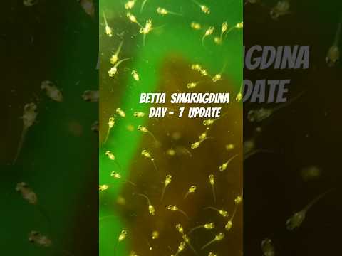 Betta Smaragdina Fry's moved to Blue Tub - Day 7 update 😍