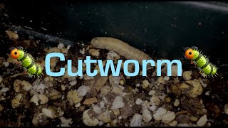 Garden Project - cutworm