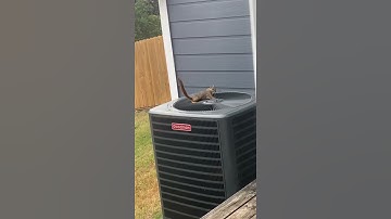 Squirrel Sits on Top of Air Conditioner Fan and Enjoys the Cool Air - 1257278
