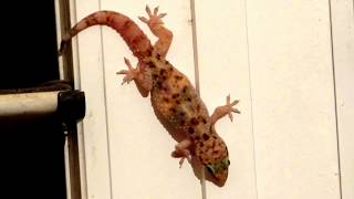 Mediterranean house gecko - Hemidactylus turcicus - Μισιαρός - Σαμιαμίδι - Cyprus