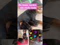 minha cachorra lesse ,os filhotes que estão 16 dia que nasceu hoje....