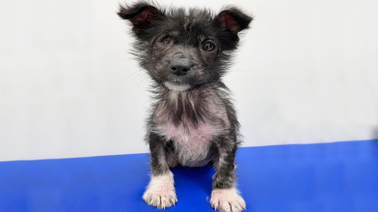 Her Belly Was Bloated Due to Worms and She Had a Severe Skin Condition