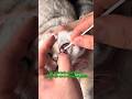 Journey of Cat: from Pain to Play