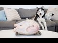 Leaving My Huskies Alone with a Giant Raw Turkey!