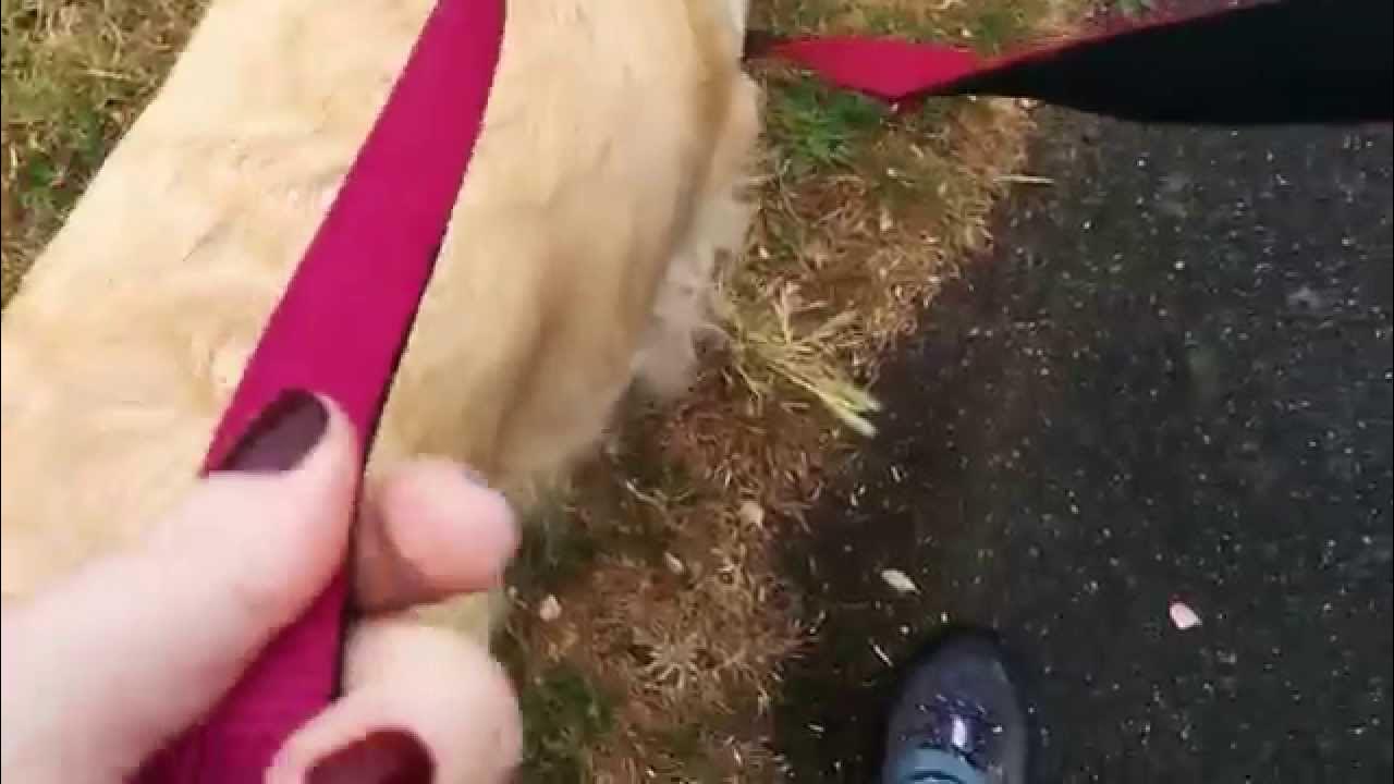 How to use a double ended dog lead. YouTube