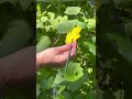 Hand Pollinating Luffa Gourd