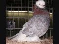 Tumbler Pigeons LFCL & Muffs  WWW.DonsPigeons.Com