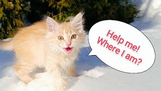 Cute funny kitten | Elvis sees snow for the first time | Elvis is walking 😻🐈