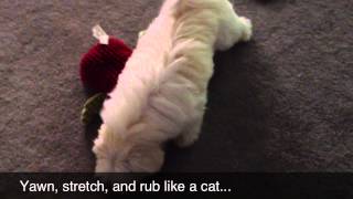 Obi... Just Being A Maltese by Obi and Owen- Maltese 472 views 11 years ago 1 minute, 44 seconds