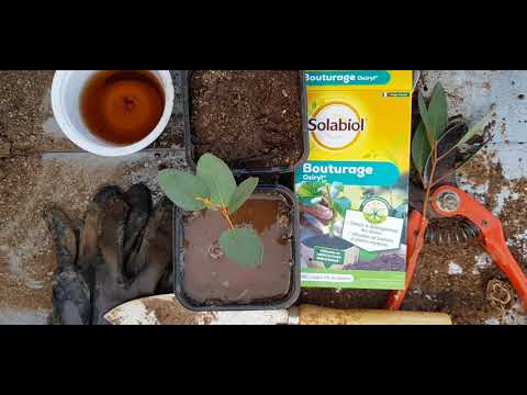 Vidéo: Peut-on faire une bouture d'eucalyptus ?