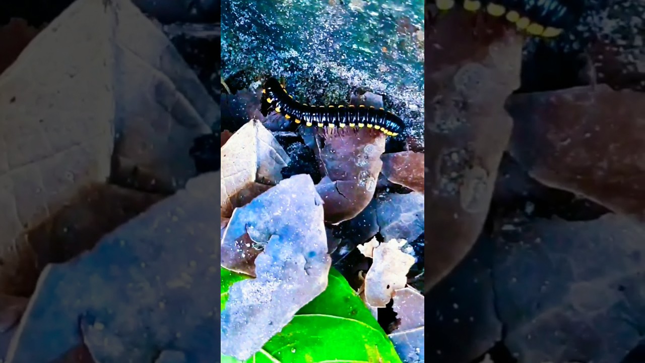 Black mix Yellow worm😱😱 | Spotted Millipede 98 