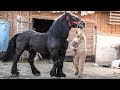 Cai grei armăsar pentru montă 2019 calul lui Dany Gura Humorului