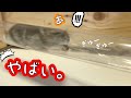 絶対に透明の筒にハムちゃんを閉じ込めないで!!!!!!!!!!!!!!!!!!!!!!!!!!!!!!!!!!!!!!!!!!!!!!!!!!!!!!!!!!!!!!!可愛いすぎるから!!!!!!