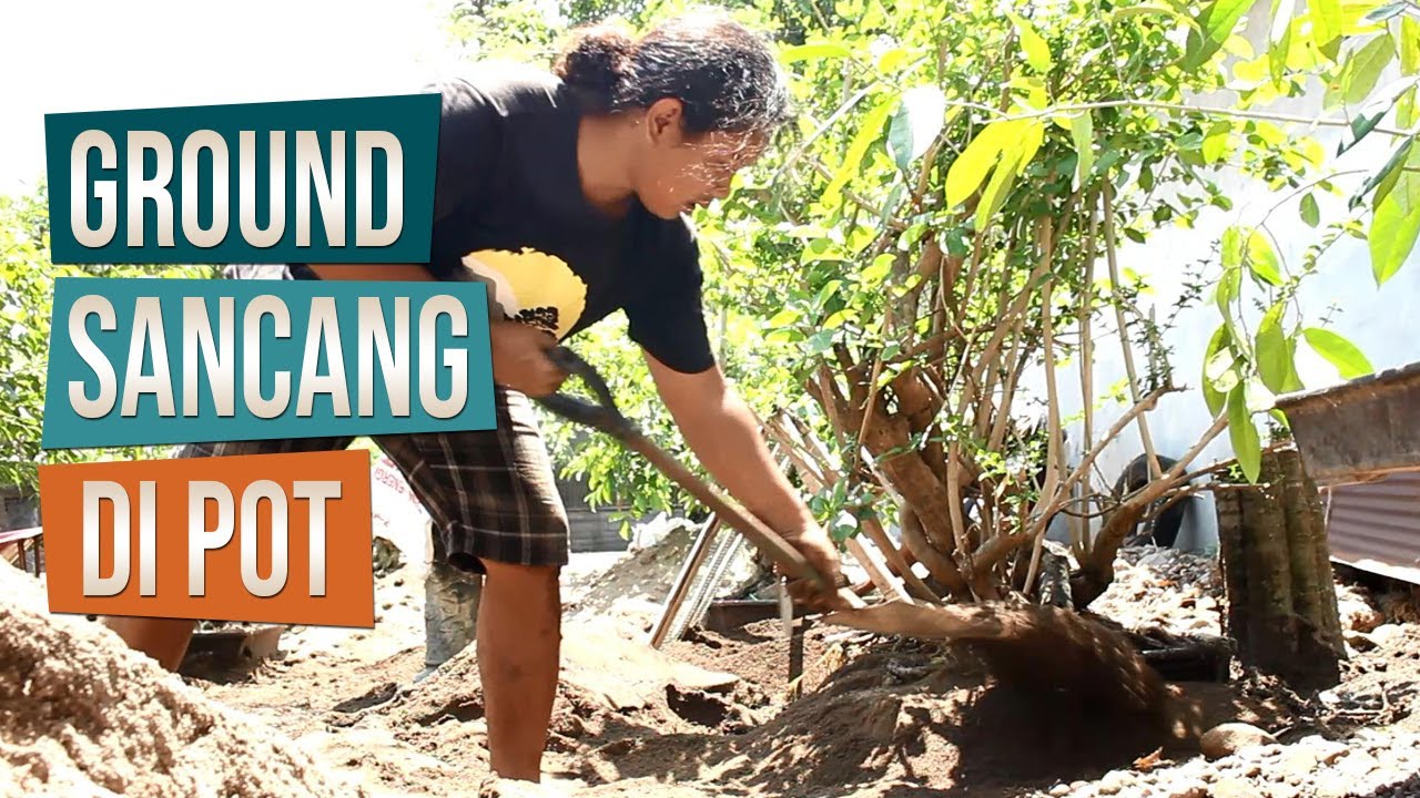 Ground Sancang Dengan Potnya Bersama Mas Kentung Bonsai Alam Kebun Ground Sancang Dengan Potnya Bersama Mas Kentung Bonsai Alam Kebun