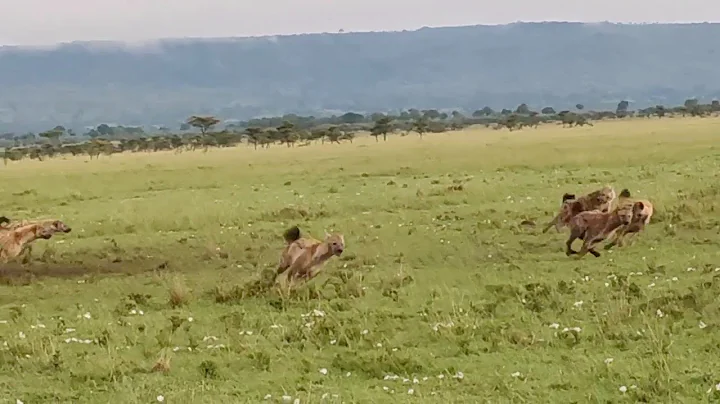 Two different hyena clans run into each other - DayDayNews