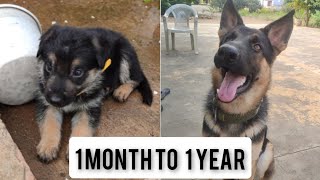 GERMAN SHEPHERD GROWTH. 1 MONTH TO 1 YEAR