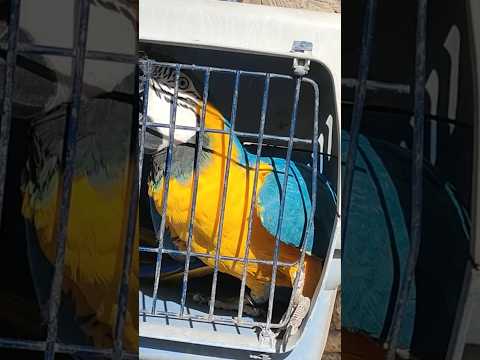 Full Vlog Coming Soon With Blue-and-yellow Macaw Parrot 😎 #shortvideo