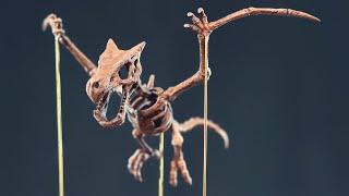 【ポケモン】プテラの化石標本作ってみた【フィギュア】工作 | Aerodactyl Fossil - Pokemon