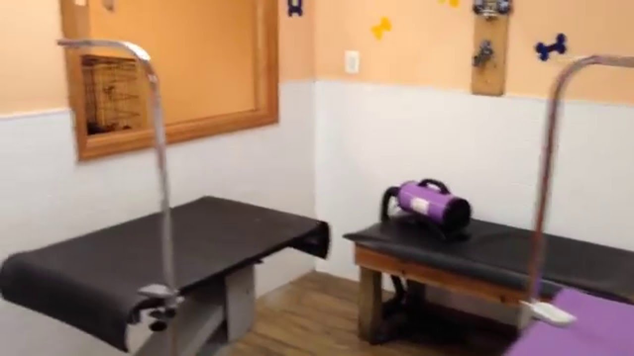 Dog Grooming Business For Sale in Long Island, New York YouTube