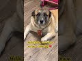 What a sweet dog you are in person! ❤️🐶 #doglover #sweetdogs