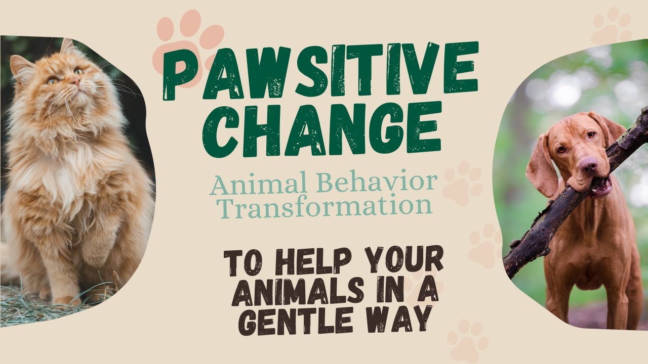 Pawsitive Behavior Pawsitive change: Animal Behavior Transformation - YouTube