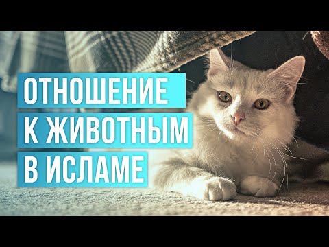 Отношение к животным в исламе