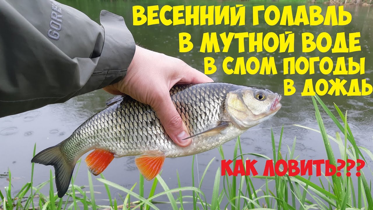 ловля в мутной воде весной на микроджиг. ловить мутного. воблер для мутной воды. рыба в речке. ловить рыбу в мутной воде.