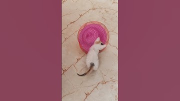 u#video #shorts #trending #reels #facebook #youtube #instagram #threads #funny #cat #love #luna #joy