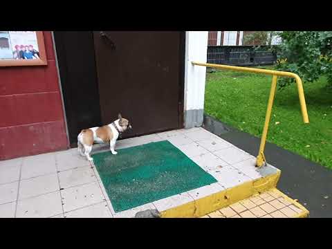 Французский бульдог Варя не хочет гулять