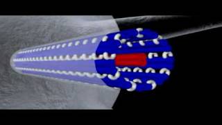 Cytoskeleton Microtubules | Cell Biology