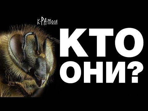 ПЧЁЛЫ ЧТО МЫ О НИХ ЗНАЕМ? /топ удивительных фактов/ КРАМОЛА