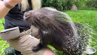 Home Safari – Quilliam Porcupine – Cincinnati Zoo