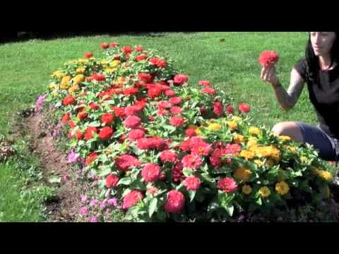 Video: Dahlia Plantepleie – Hvordan ta vare på små Beeswing Pompon Dahliaer