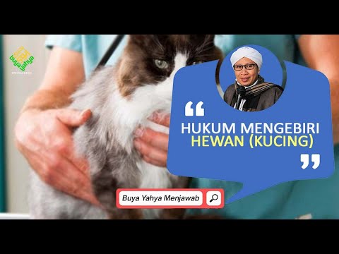 Video: Mengapa Mengebiri Kucing