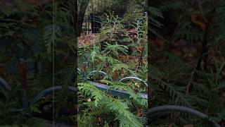 Водяное Кладбище. Шепот Старого Погоста 24